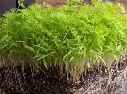 Carrot microgreens