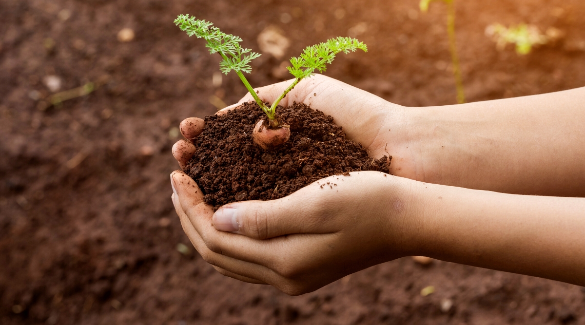 Close-up of woman's hands holding a young carrot seedling with a soil clod over a blurred background of soil in a garden. The plant has small pale green stems with dark green fern-like feathery leaves. The plant has an edible orange tap root that grows underground.