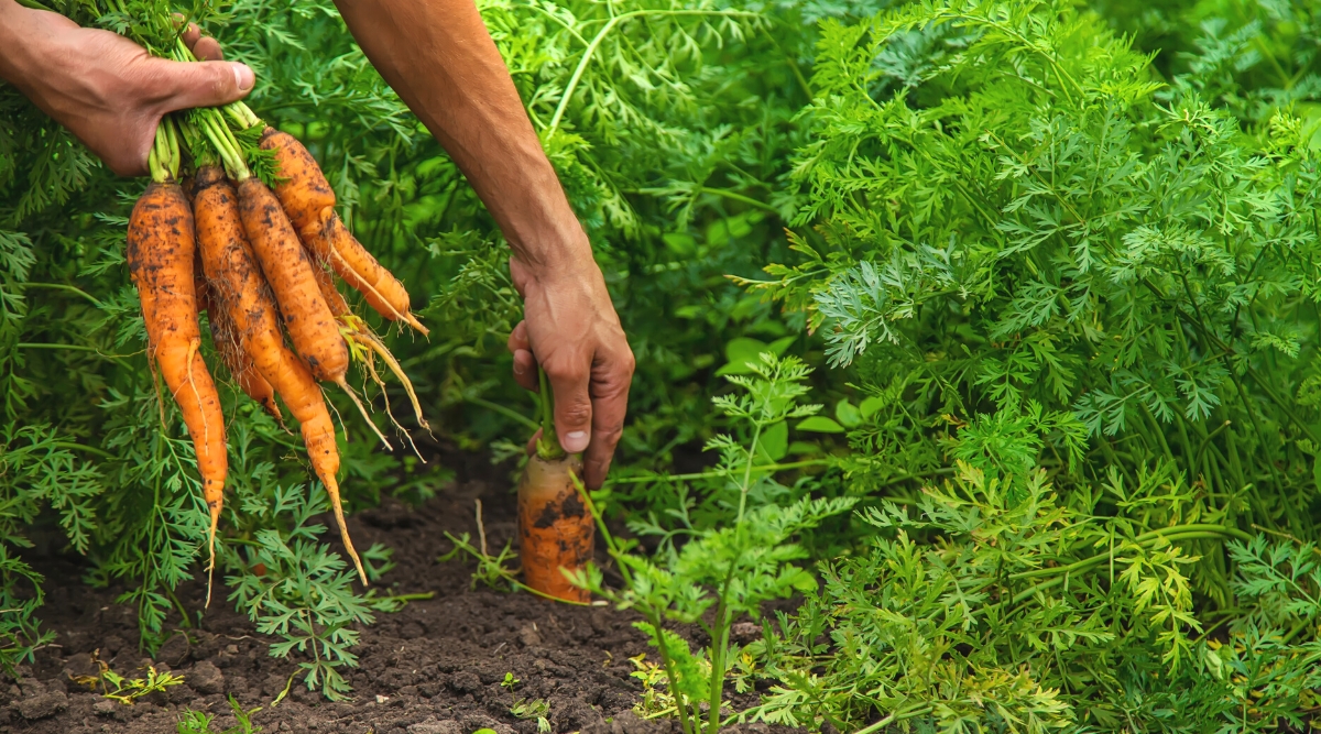 Close-up of a gardener harvesting carrots in the garden. With one hand he pulls ripe carrots out of the ground, and in the other hand he holds a bunch of freshly picked carrots. The carrot is a biennial plant valued for its edible roots, leaves, and fruits. Carrot leaves are pinnate and delicate, growing like a fern from a central stem. The root is large, elongated, bright orange.