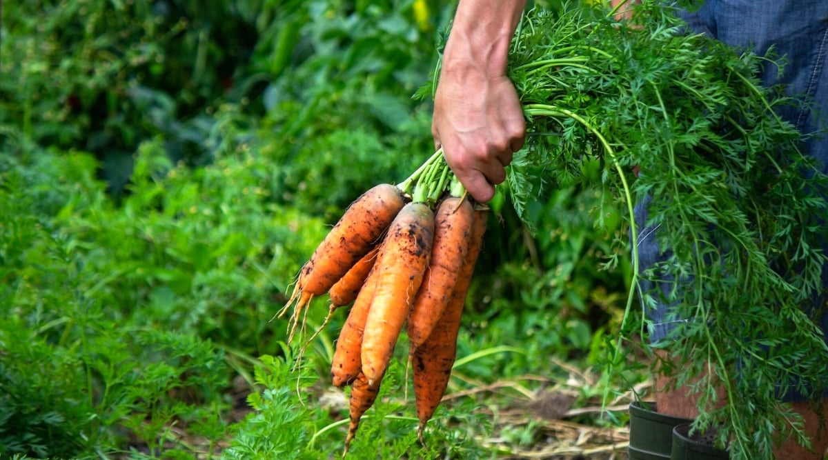 Close-up of a male hand holding a bunch of freshly picked carrots in the garden, against the backdrop of growing carrot plants. Carrots have edible, bright orange taproots and a rosette of leaves. These leaves are deeply divided into pinnate, fern-like segments. The leaves are green and lush.