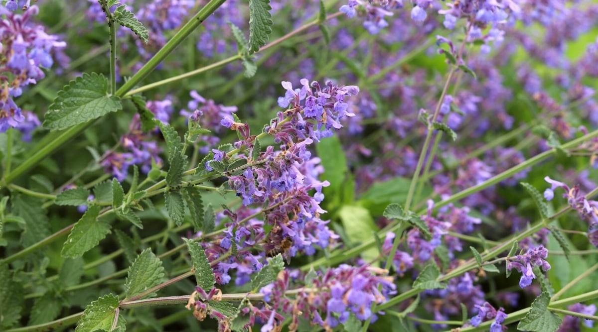 Close-up of flowering Catnip plants in the garden. It is a perennial plant with square stems covered with fine hairs. The leaves are heart-shaped, soft to the touch, grey-green in color with serrated edges. Catnip flowers are small and tubular and pale lavender in color. They grow in groups at the top of the stems.