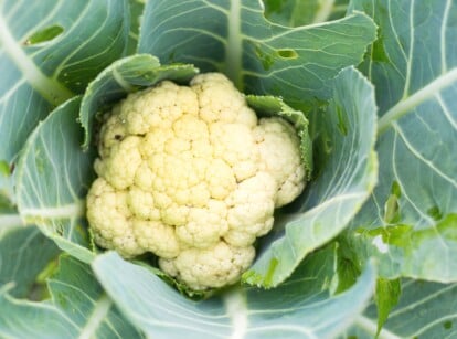 'snowball y' cauliflower is nestled in large green, ribbed leaves.
