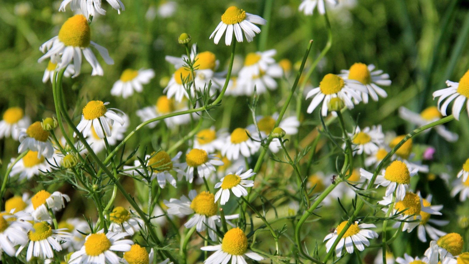 Chamomile showcases delicate, fern-like foliage and produces small, daisy-like flowers with white petals surrounding a bright yellow center.