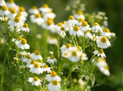 chamomile types. Chamomile is characterized by feathery, fern-like leaves and small, daisy-like flowers with white petals and yellow centers.