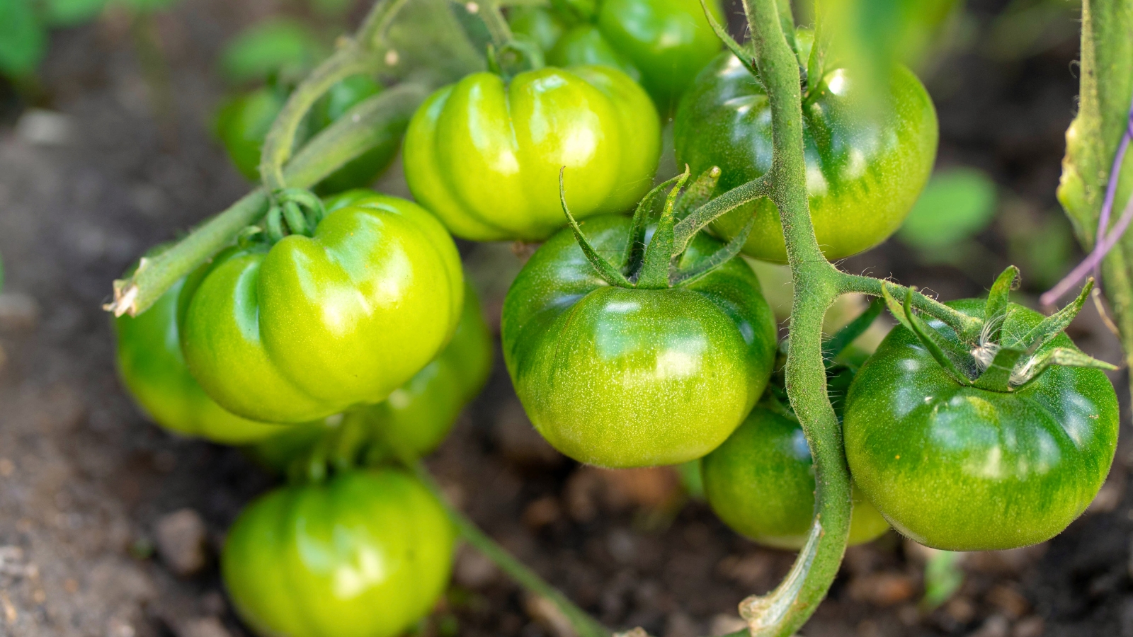 Close-up of Cherokee Green tomatoes featuring large, beefsteak-style fruits with a unique lime-green coloration with dark green parts on the tops.