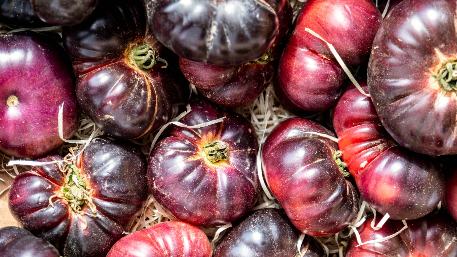 Close-up of fresh ripe ‘Cherokee Purple’ tomatoes that exhibit a dusky, deep purple hue with occasional green shoulders, boasting a slightly irregular shape.