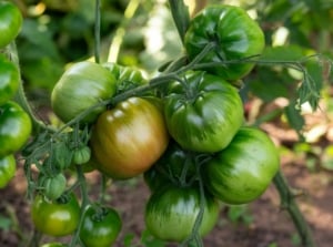 Clusters of unripe ‘Cherokee Purple’ tomatoes dangle gracefully from lush green vines, promising future bursts of flavor. In the background, a blur of foliage and soil hints at the thriving ecosystem supporting the burgeoning fruit.