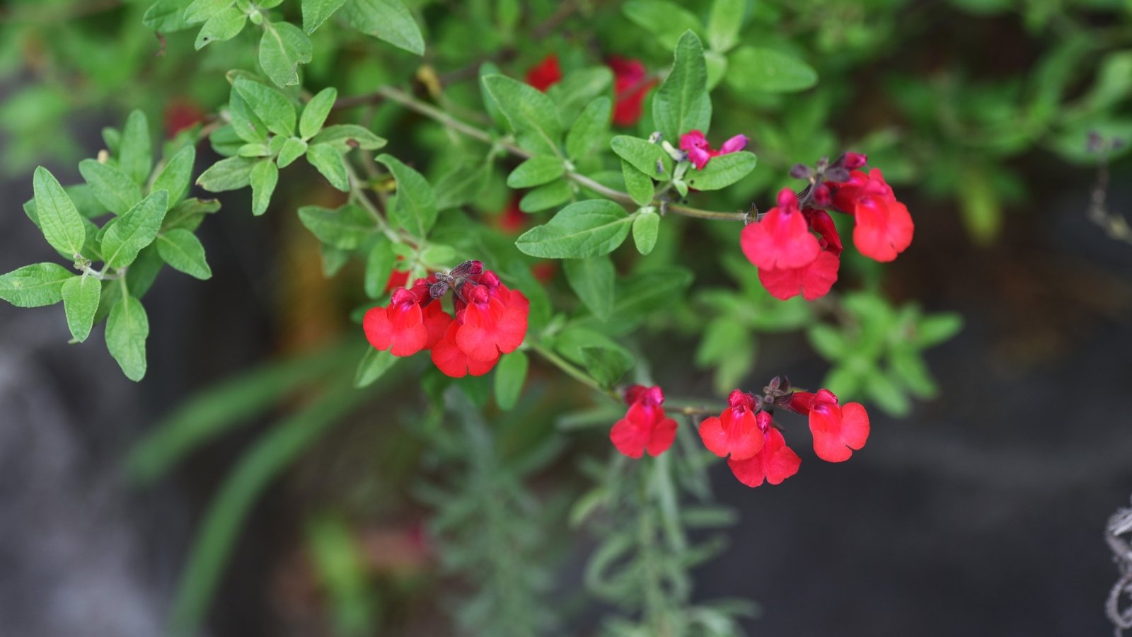 Autumn Sage displays lance-shaped, gray-green leaves that provide a lovely backdrop to its profusion of tubular red flowers, showcased in a large black pot in the garden.