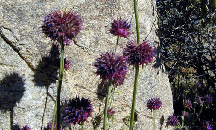 Chia flowers