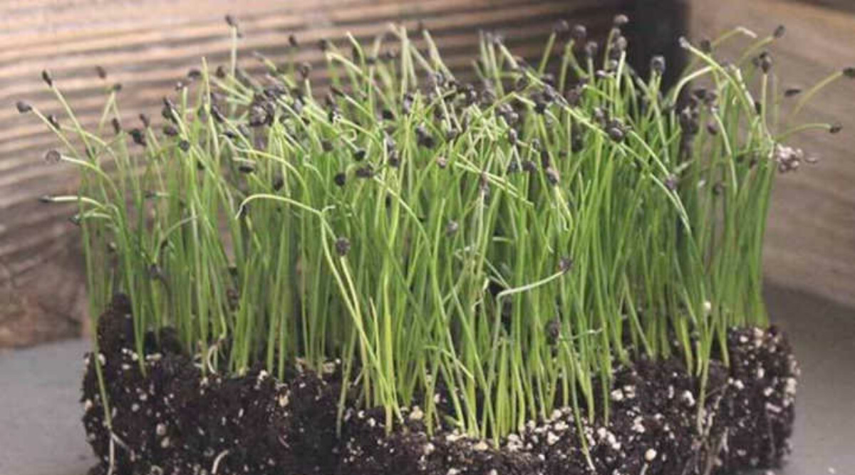 Chive microgreens