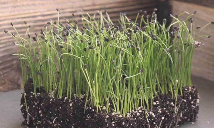 Chive microgreens