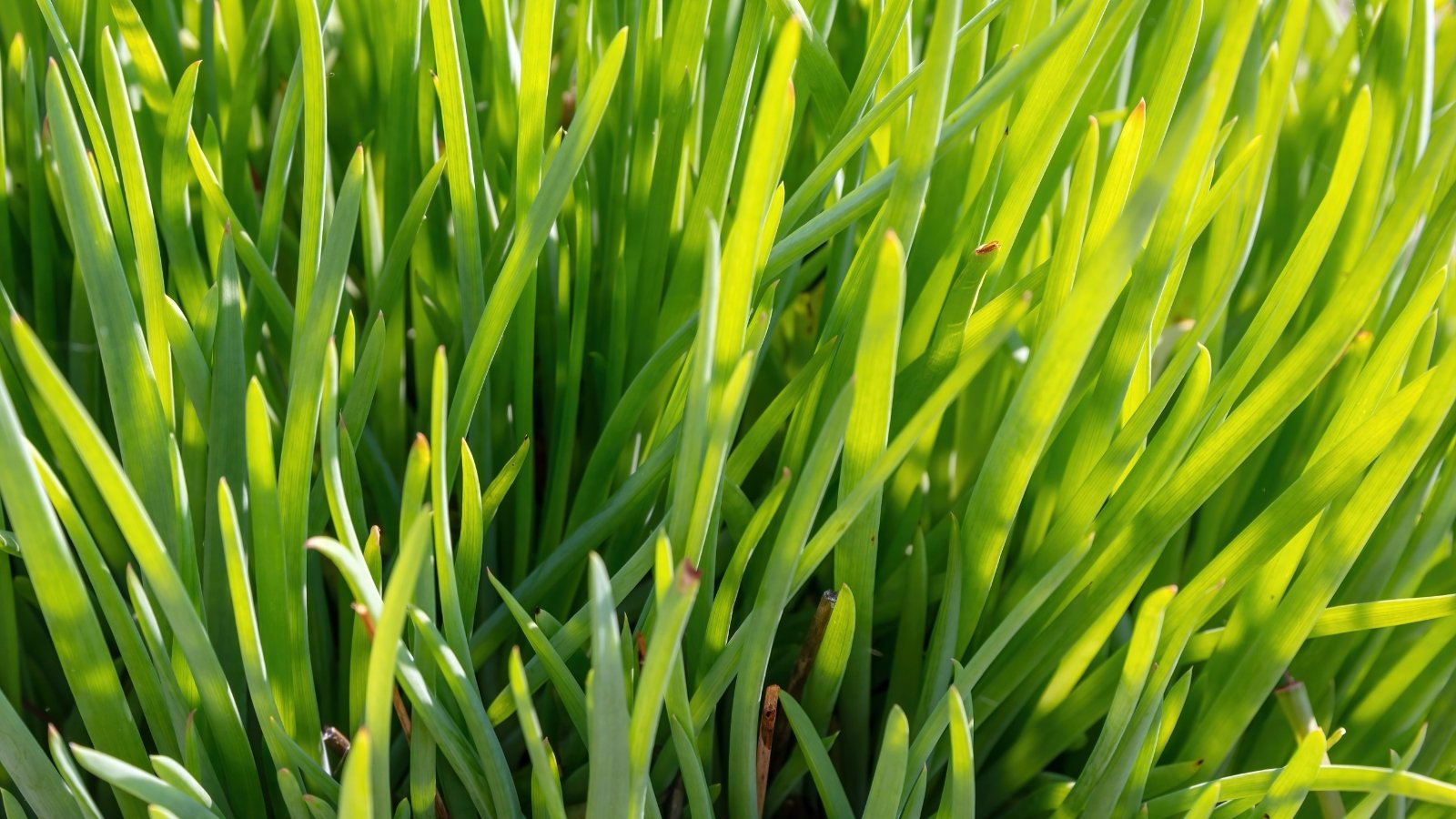 Green chives form a delicate cluster, their slender stems swaying gracefully in the breeze, exuding freshness and vitality, promising a burst of aromatic flavor to enhance culinary creations.