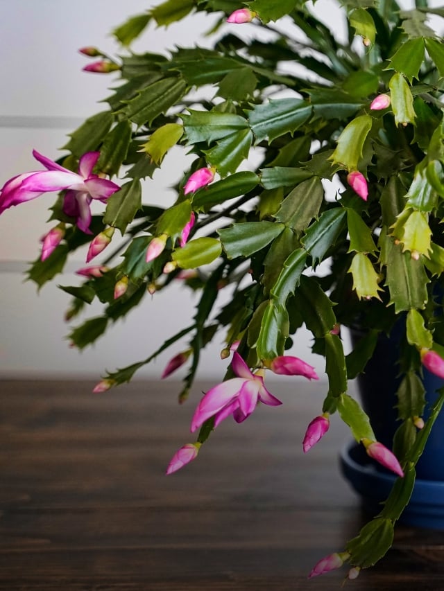 5 Tips For Reviving an Overwatered Christmas Cactus