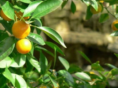 Healthy orange tree with citrus fertilizer applied