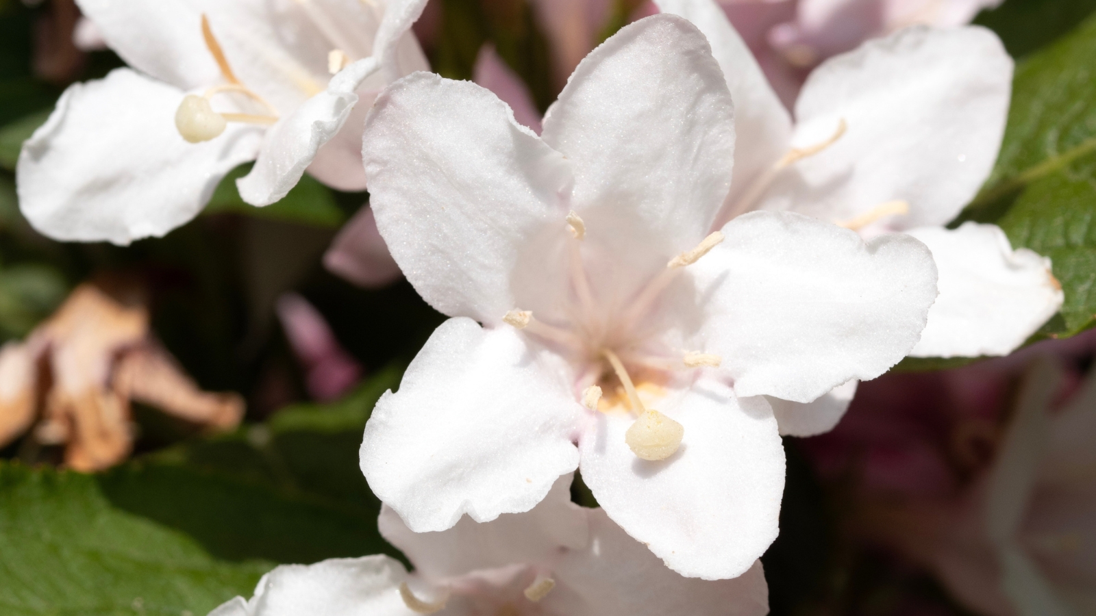 A close-up of white 'Tuxedo' weigela flowers, their delicate petals capturing the light, revealing intricate patterns and subtle hues, a serene portrait of nature's elegance in bloom.