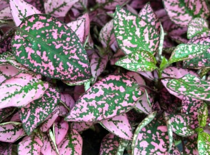 A close-up of polka dot leaves, their lush texture inviting touch and exploration. Speckled with shades of green and pink, they create a lively mosaic, a delightful blend of natural hues that captivates the eye with its playful charm.