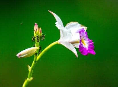 A detailed close-up of ants feasting on an orchid bud's honeydew. In the blurred backdrop, a delicate, vibrant white and purple flower is also seen.