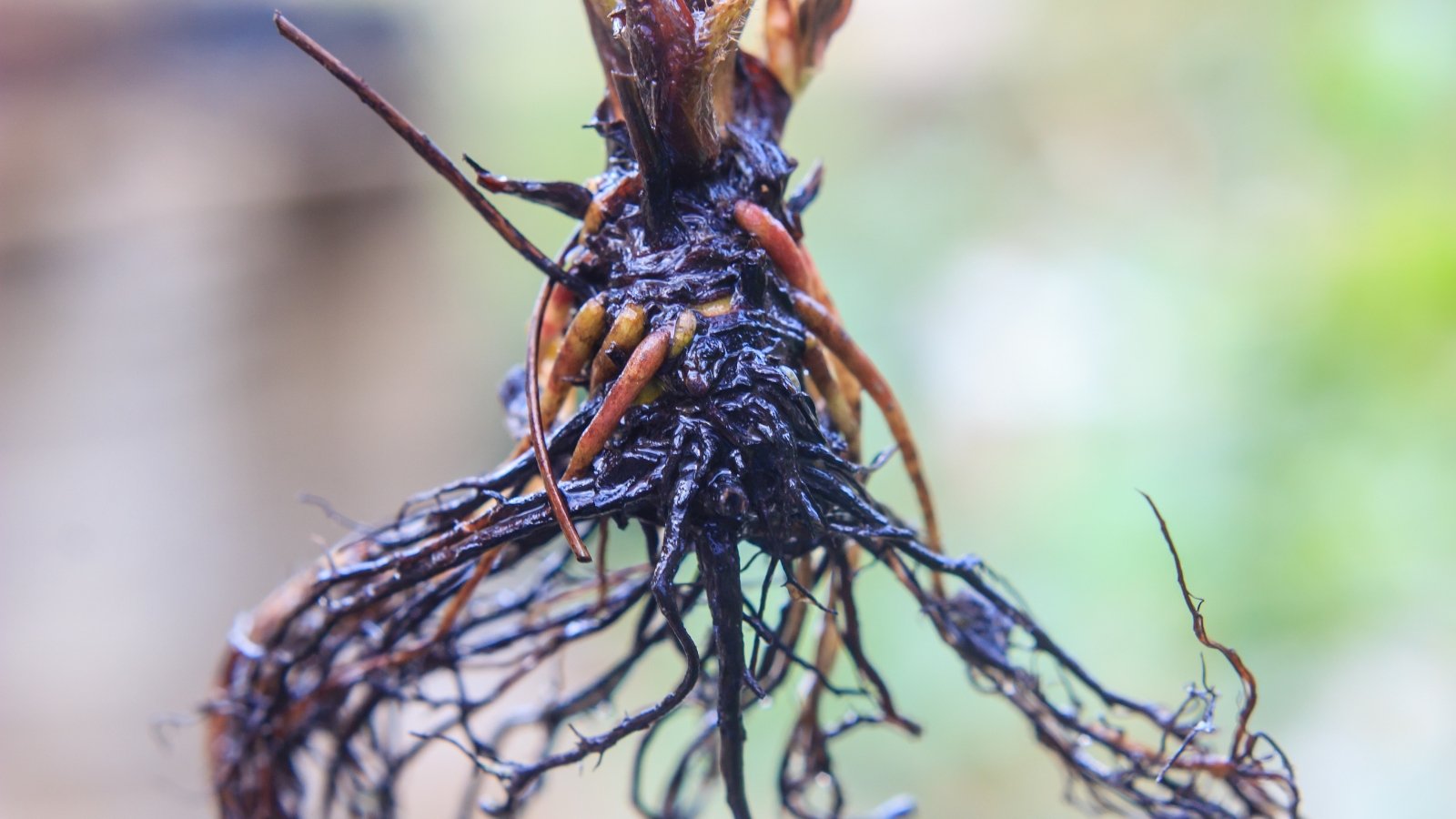 A close-up view reveals the intricate network of bare roots, stark against the blurred backdrop. Their jet-black hue glistens with moisture, hinting at their vitality and readiness to anchor and nourish a thriving plant above.