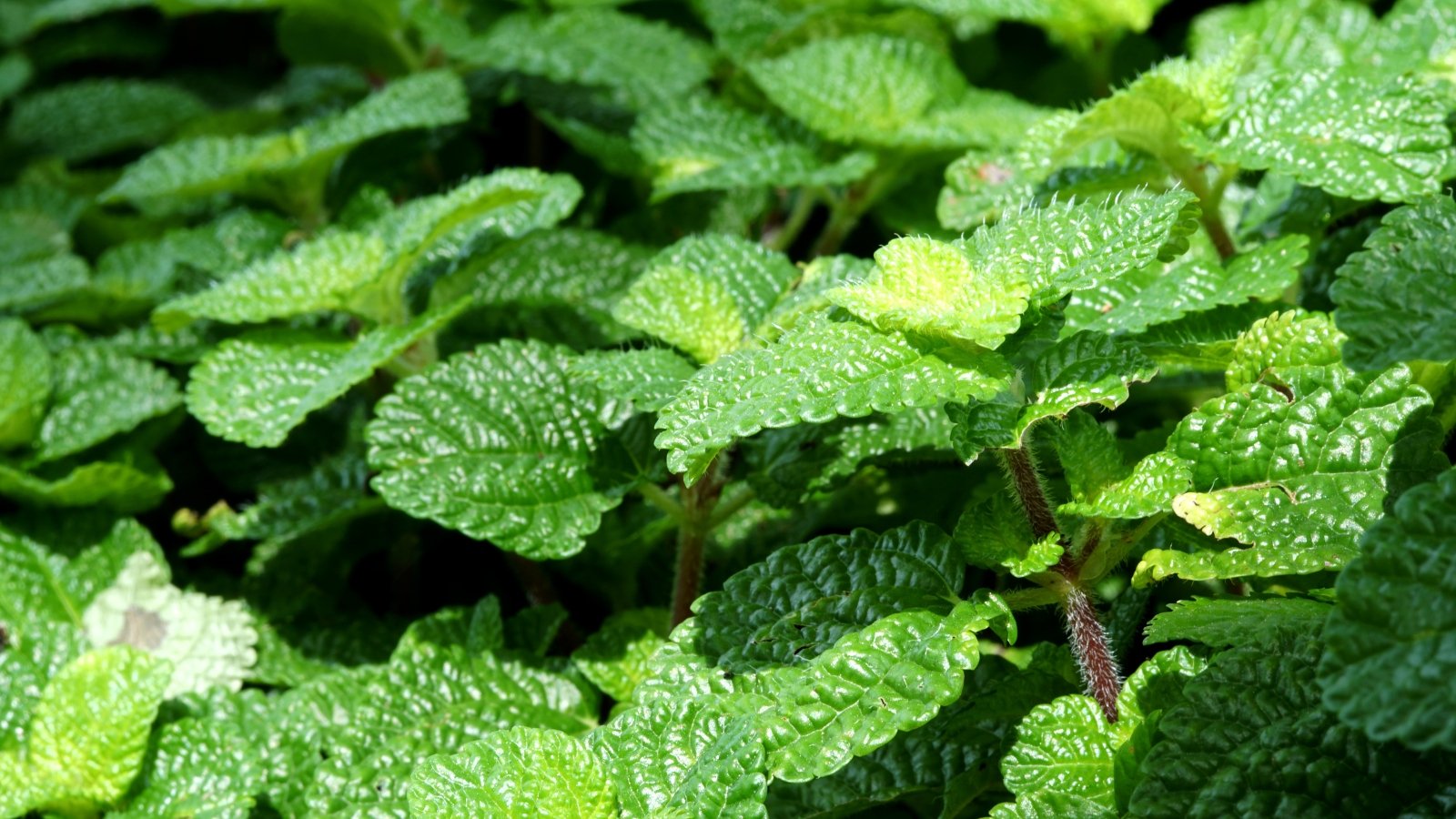 Vivid green catnip leaves, basking in gentle light, their textured surfaces invite touch and play, promising feline delight and relaxation in every furry encounter with nature's calming herb.