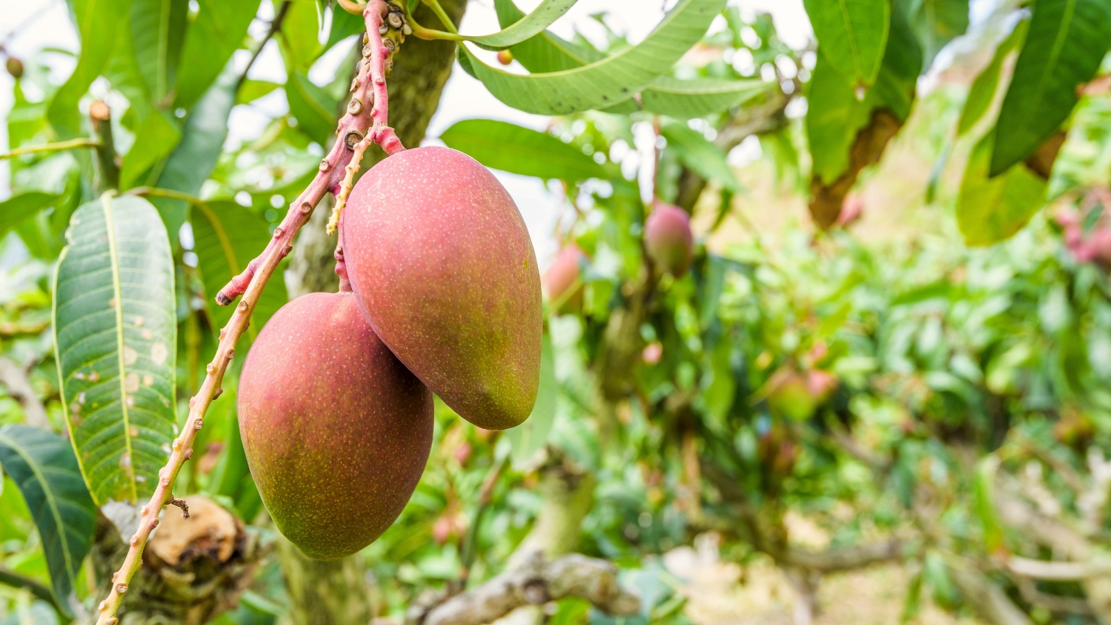 Close-up of mango fruit on a mango tree revealing their smooth, luscious skin, radiating a vibrant golden-reddish hue amidst the lush green and lanceolate foliage.