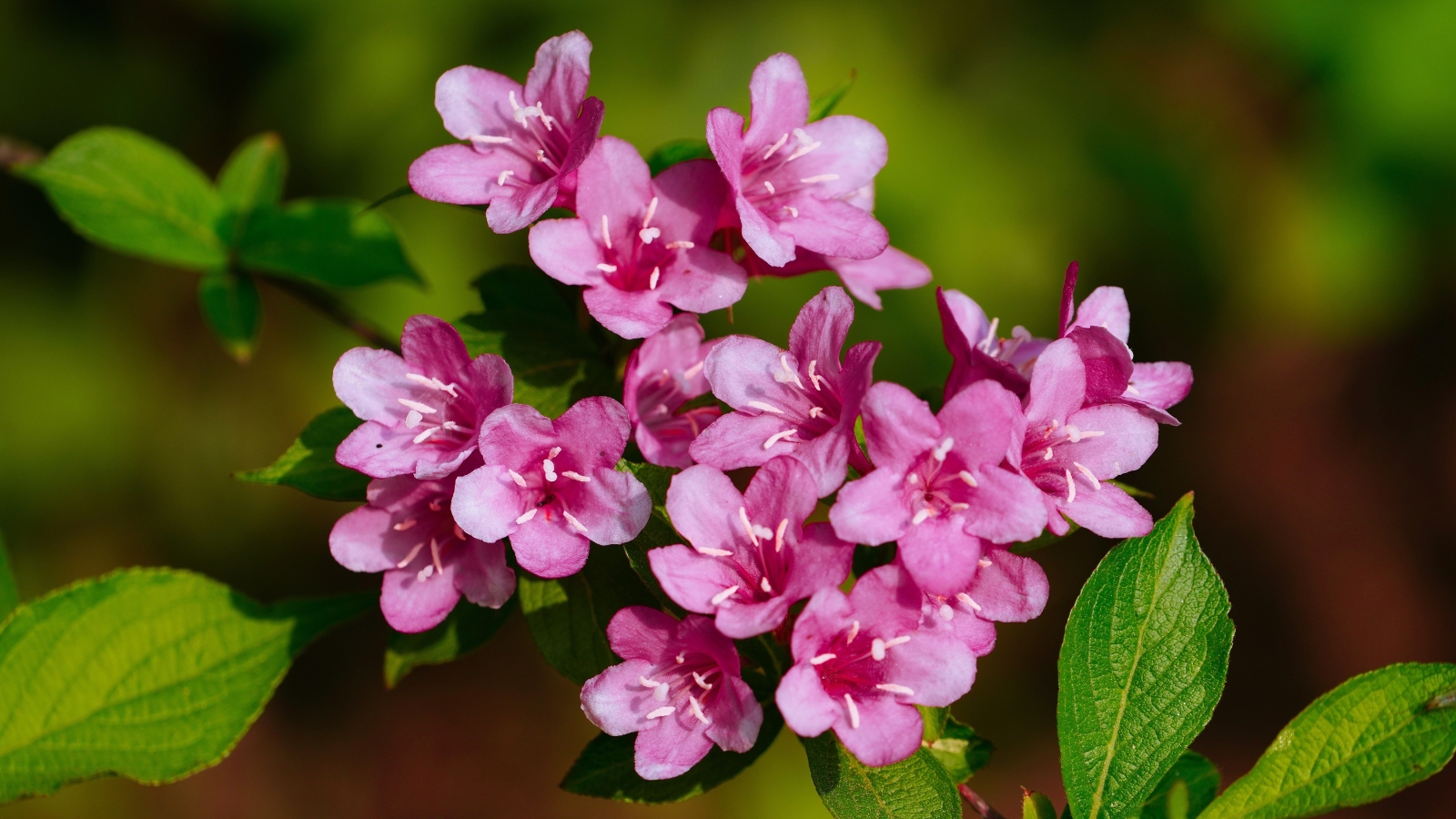'Pink Poppet' weigela blooms up close, showcasing delicate pink petals against lush green leaves, illuminated by the warm rays of sunlight, creating a picturesque scene of natural beauty.
