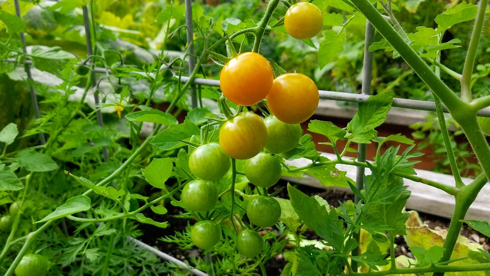 Lush green leaves surround a cluster of yellow and green tomatoes on 'Sun Gold' vines, promising a bountiful harvest in the garden.