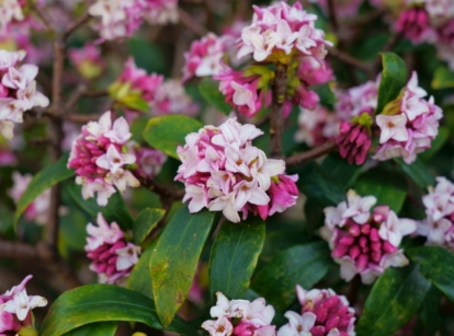 A close-up of clusters of purple winter daphne flowers, blooming delicately amidst lush green leaves. Brown stems gracefully intertwine with the green foliage, providing sturdy support to the fragrant blossoms.