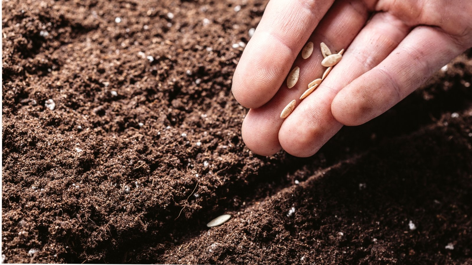 Close-up of a man's hand planting cucumber seeds in the soil in the garden. 