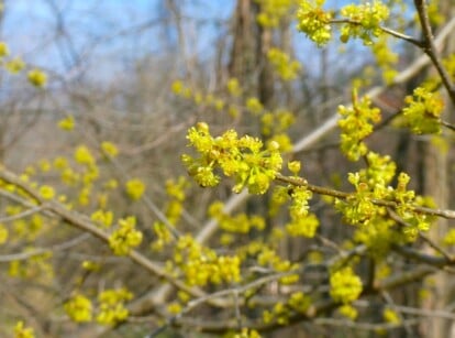 A close-up of Spicebush plants reveals wooden branches intermingling intricately. The tiny, umbel-like, greenish-yellow blooms add delicate charm to the scene. Lush branches in the background create a verdant tapestry of nature's beauty.