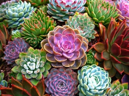 This close-up features a cluster of succulents in various shades of pink, green, and blue-green. The rosettes tightly overlap, creating a textured and visually interesting composition. Some of the succulents have smooth, powdery leaves, while others have rough, grainy leaves.