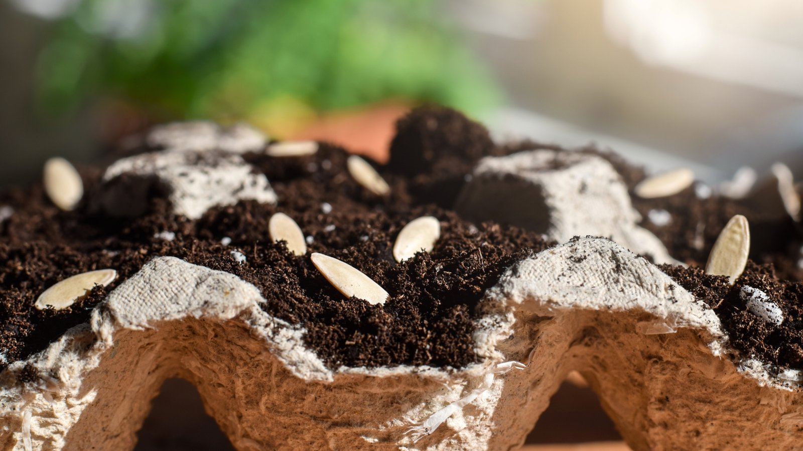 Close-up of  seeds sown in a biodegradable egg carton container on a blurred background. This container has oval cells filled with soil. 