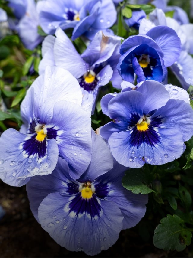 31 Cold-Hardy Violas and Pansies For Your Garden