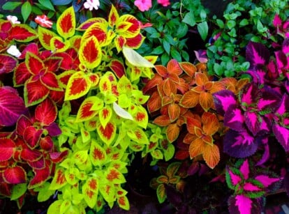 A collection of diverse coleus plants with vibrant foliage in shades of pink, green, orange, and purple, displaying a spectrum of colors. Each leaf showcases a unique blend of hues, creating a striking contrast.