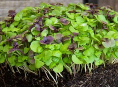 Colorful basil microgreens mix