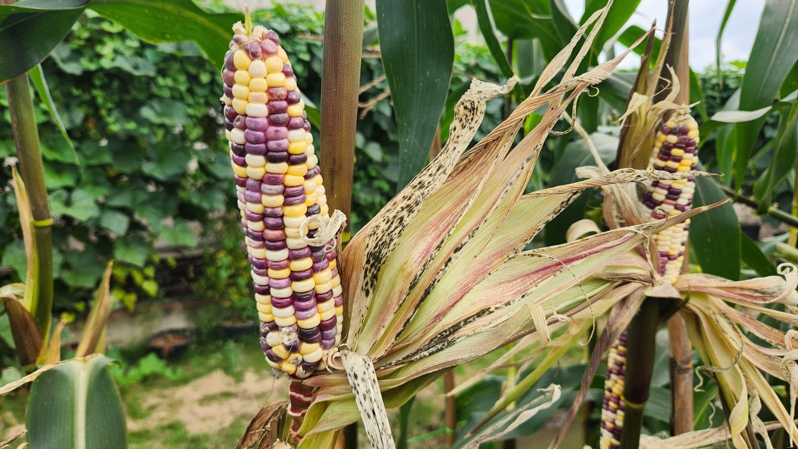 Painted Mountain displays tall stalks adorned with multicolored ears, each bearing a diverse array of kernels in vibrant yellow, cream, purple and soft pink hues.