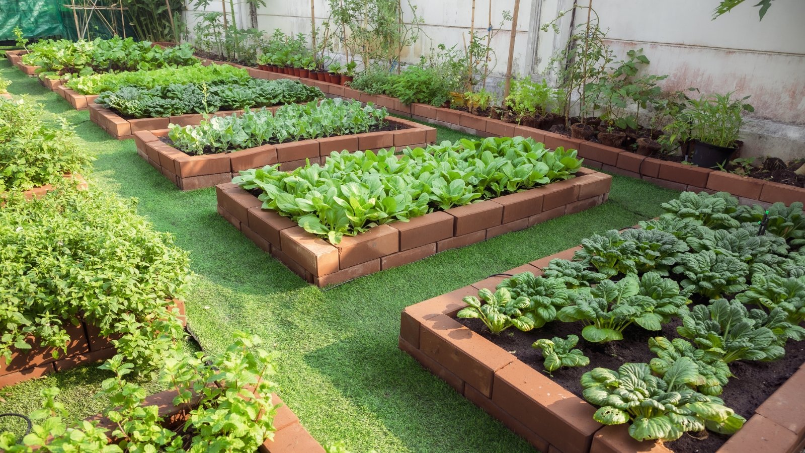 Neat rows of raised brick beds in a garden, flourishing with a variety of leafy green vegetables, basking under the sun's warm rays, promising a bountiful harvest soon.