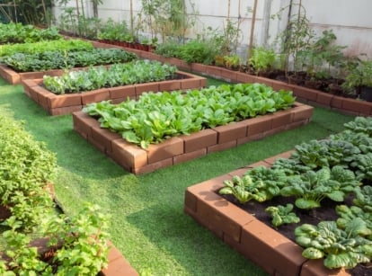 Neat rows of raised brick beds in a garden, flourishing with a variety of leafy green vegetables, basking under the sun's warm rays, promising a bountiful harvest soon.