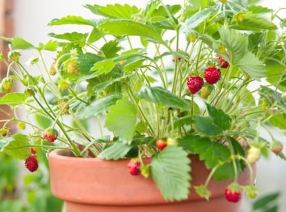 compact berries. Close-up of a strawberry plant in a large terracotta pot showing trifoliate leaves with serrated edges and vibrant green coloration, while its fruit-bearing stems produce succulent red berries adorned with small seeds.