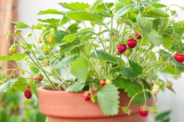 compact berries. Close-up of a strawberry plant in a large terracotta pot showing trifoliate leaves with serrated edges and vibrant green coloration, while its fruit-bearing stems produce succulent red berries adorned with small seeds.