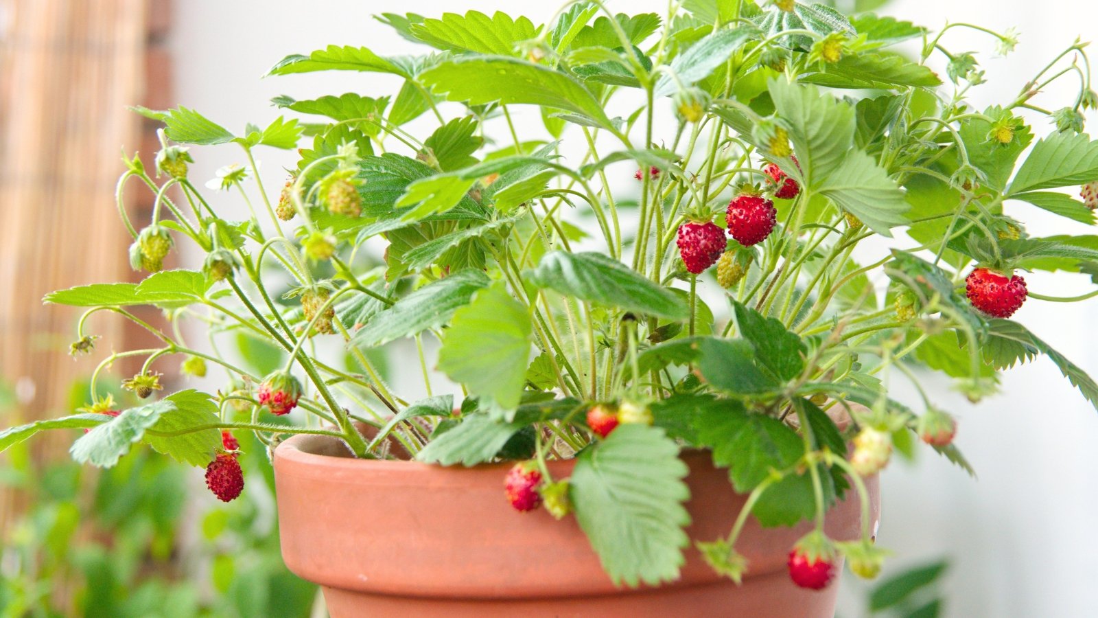 compact berries. Close-up of a strawberry plant in a large terracotta pot showing trifoliate leaves with serrated edges and vibrant green coloration, while its fruit-bearing stems produce succulent red berries adorned with small seeds.