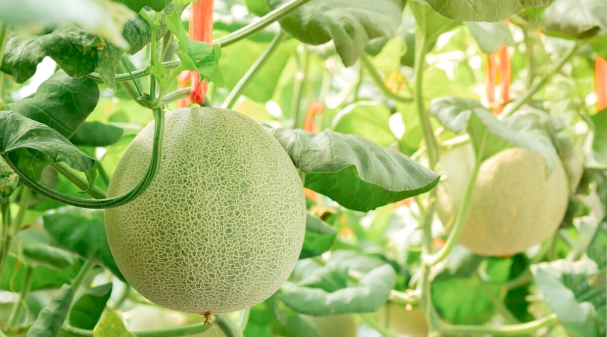 Companion Plants for Cantaloupe