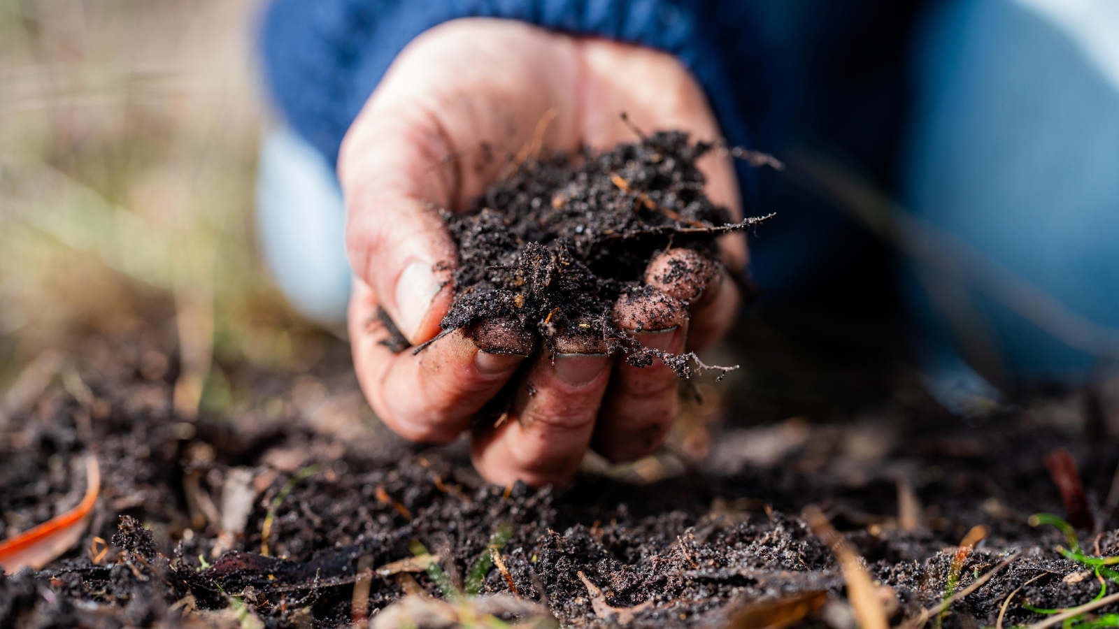  A hand cradles a rich compost teeming with microscopic life, fertile ground for growth and regeneration, showcasing the unseen ecosystem within soil, a bustling world vital for nourishing plant life.