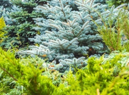 View of various types of Conifers in the garden. Conifers, a group of cone-bearing trees and shrubs, are known for their iconic appearance characterized by needle-like or scale-like leaves, typically evergreen and often arranged spirally around the branches. These trees boast a wide variety of shapes and sizes, from towering pines with sturdy, straight trunks to graceful firs with sweeping branches. Their needle-like and scale-like leaves come in bright green, dark green and bluish-gray shades.