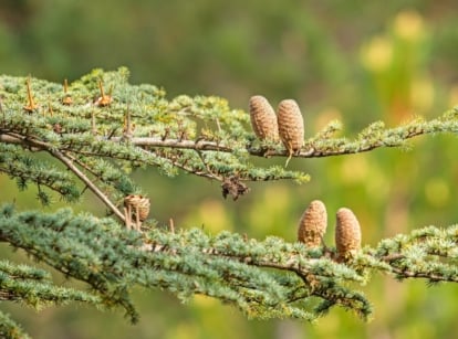 conifer types. The Cedrus libani, or Cedar of Lebanon, presents dense branches adorned with evergreen needle-like leaves, which are dark green and spirally arranged, culminating in large, barrel-shaped cones.
