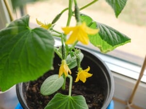 container cucumbers