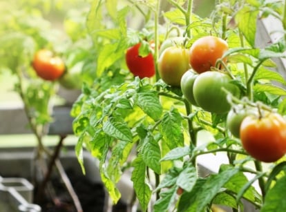 A variety of tomatoes, some ripe, others still green, growing on a vine within a container, illuminated by the warm rays of the sun.