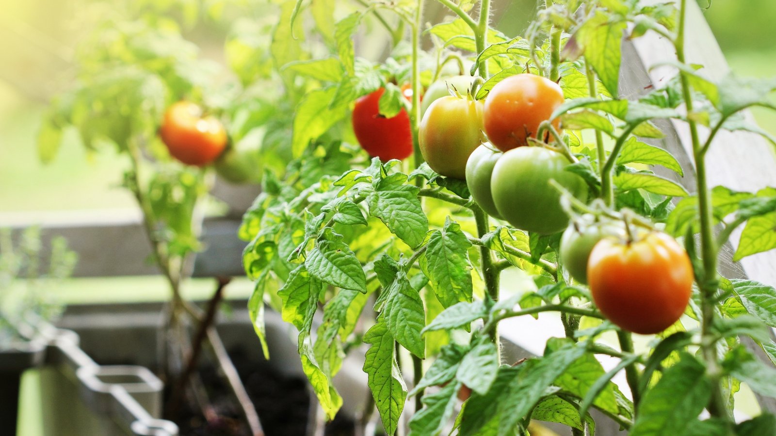 A variety of tomatoes, some ripe, others still green, growing on a vine within a container, illuminated by the warm rays of the sun.