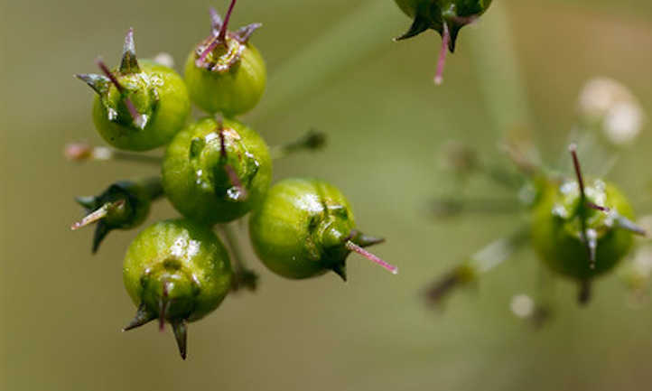 Coriander pods