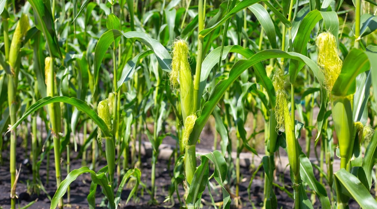 Close-up of many growing corn in the garden. Corn is a tall, annual cereal plant with thick, strong stems. Corn leaves are long, narrow, arranged alternately along the stem. They are dark green in color and have prominent veins. Corn produces sweet cobs with bright yellow kernels that are wrapped in green leaves.