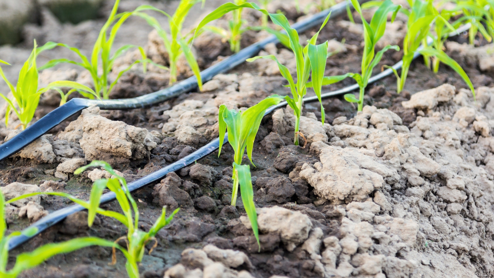 Close-up of a garden bed with young corn plants with a drip irrigation system installed.